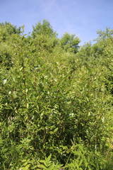 Salix phylicifolia