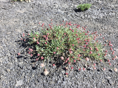 Eriogonum coloradense