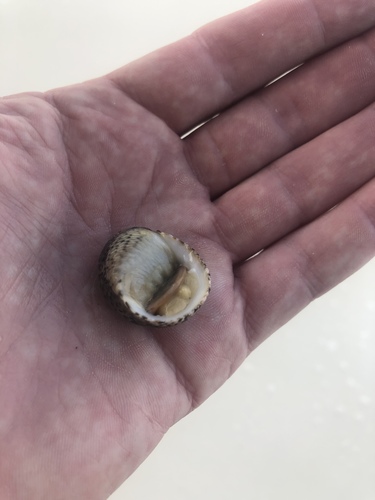 Nerita quadricolor