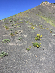 Eriogonum coloradense