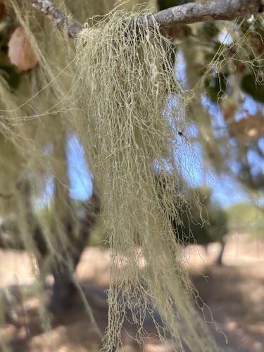 iNaturalist observation photo of lace lichen