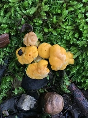 Cantharellus flavolateritius