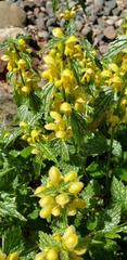 Lamium galeobdolon flavidum