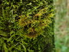 Cryphaea parvula - Photo (c) Marley Ford, some rights reserved (CC BY-NC-SA), uploaded by Marley Ford