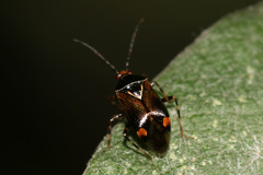 Deraeocoris flavilinea