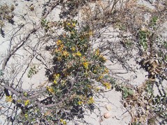 Acmispon dendroideus