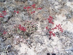 Eriogonum grande rubescens