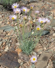 Erigeron argentatus