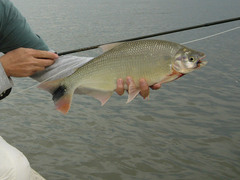 Brycon orbignyanus