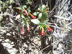 Diplacus parviflorus