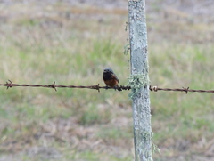 Sporophila ruficollis