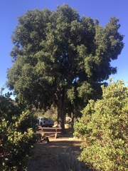 Quercus agrifolia oxyadenia