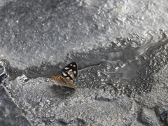 Dynamine postverta postverta