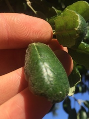 Quercus agrifolia oxyadenia