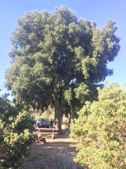 Quercus agrifolia oxyadenia