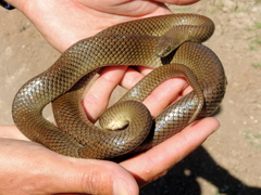 Paraphimophis rusticus