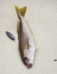 Caulolatilus princeps