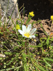 Gagea serotina