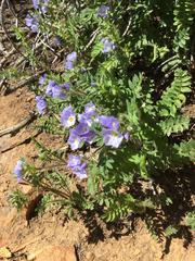 Polemonium pulcherrimum delicatum