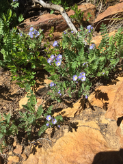 Polemonium pulcherrimum delicatum