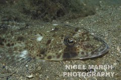 Cliff Flathead photo 5