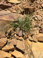 Luzula spicata