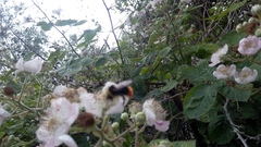 Bombus pratorum
