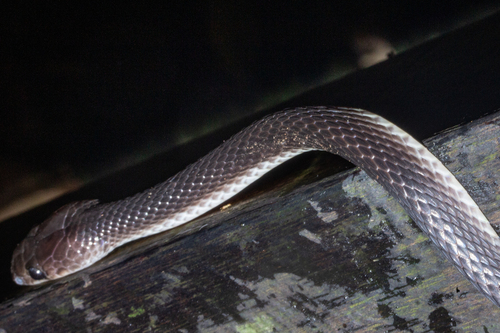 Dark Wolf Snake, Lycodon albofuscus