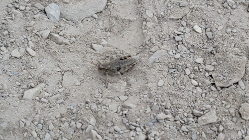 Olympic Grasshopper photo 2