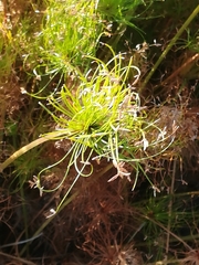 Cyperus prolifer