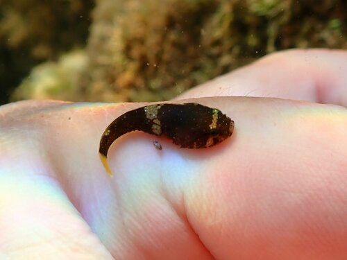 California clingfish (Gobiesox rhessodon) — Gobiesocidae — 2