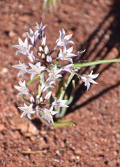 Amerallium