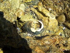 Haliotis cracherodii