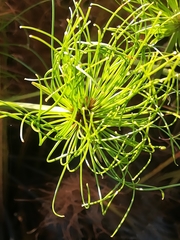 Cyperus prolifer