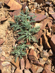 Chaenactis douglasii alpina