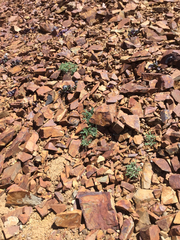 Chaenactis douglasii alpina