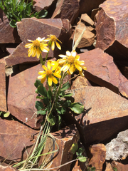 Packera werneriifolia