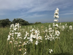 Penstemon tubaeflorus