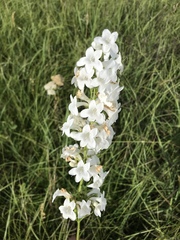 Penstemon tubaeflorus