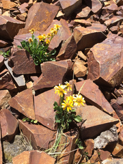 Packera werneriifolia