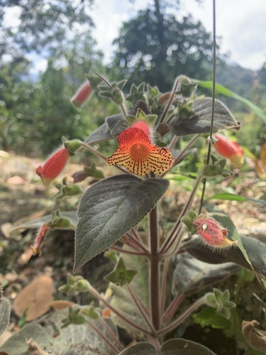 Foto de Gloxínia