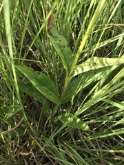 Penstemon tubaeflorus