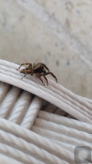 Salticidae