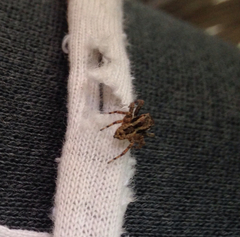 Salticidae