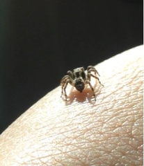 Salticidae