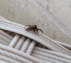 Salticidae