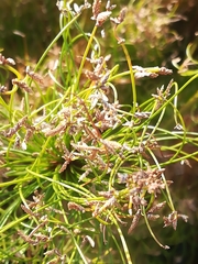 Cyperus prolifer