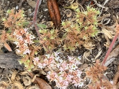 Chorizanthe minutiflora