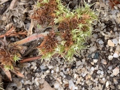 Chorizanthe minutiflora