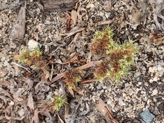 Chorizanthe minutiflora